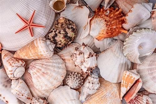 Seashell Divination: Ocean Oracle Readings with Thia Belden