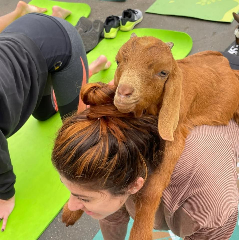 Goat Yoga at Gary's Brewery & Biergarten