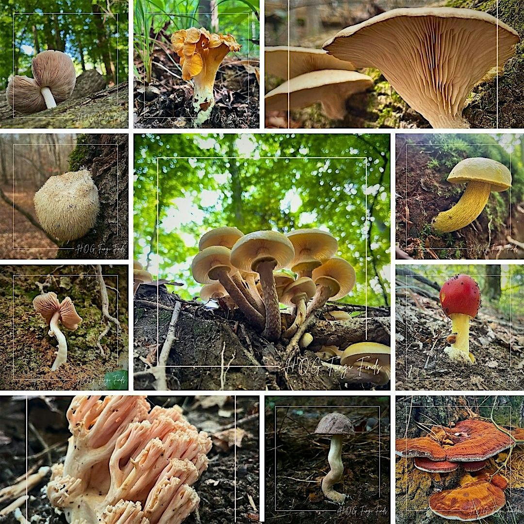 Mushroom Foraging Adventure: Hikes Of Georgia Workshop