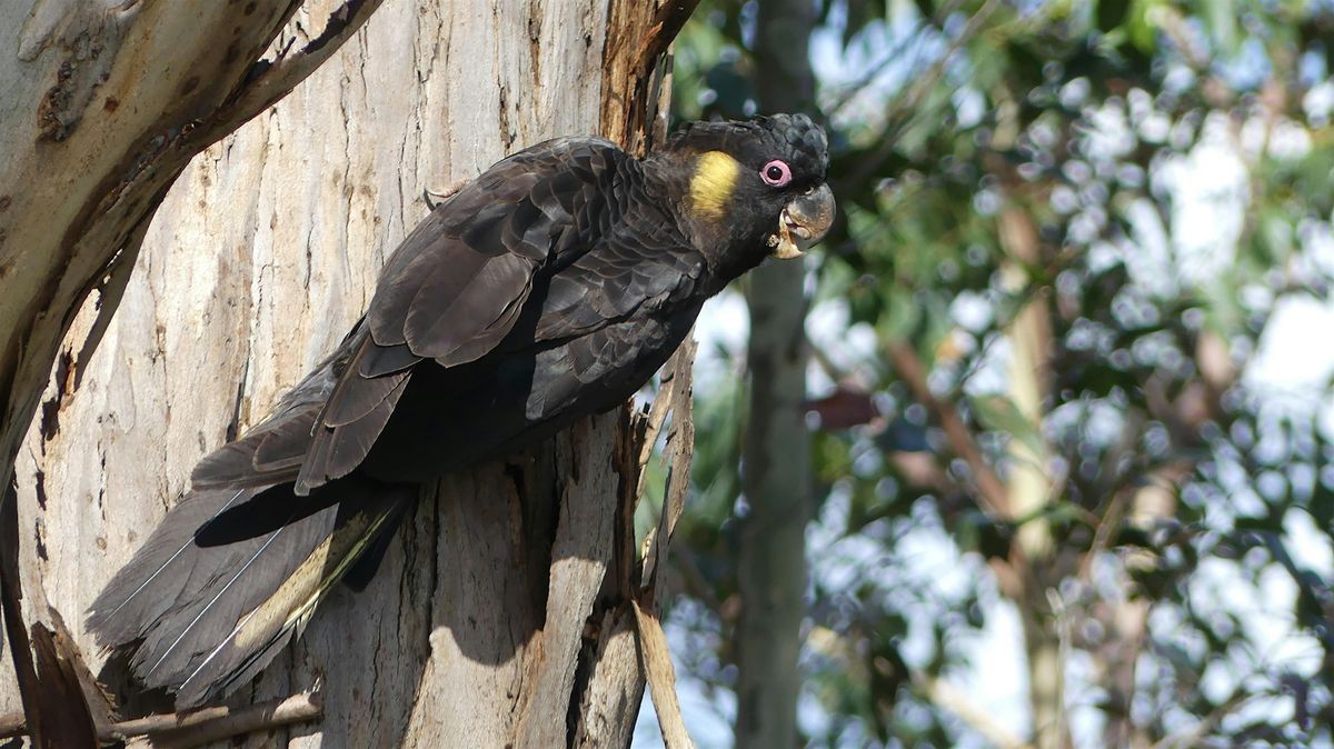 Family Bird Walk