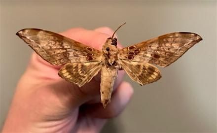 Hawk Moth Spreading Workshop