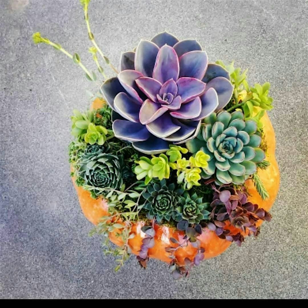 Large Succulent Pumpkin Centerpieces with ReRooted