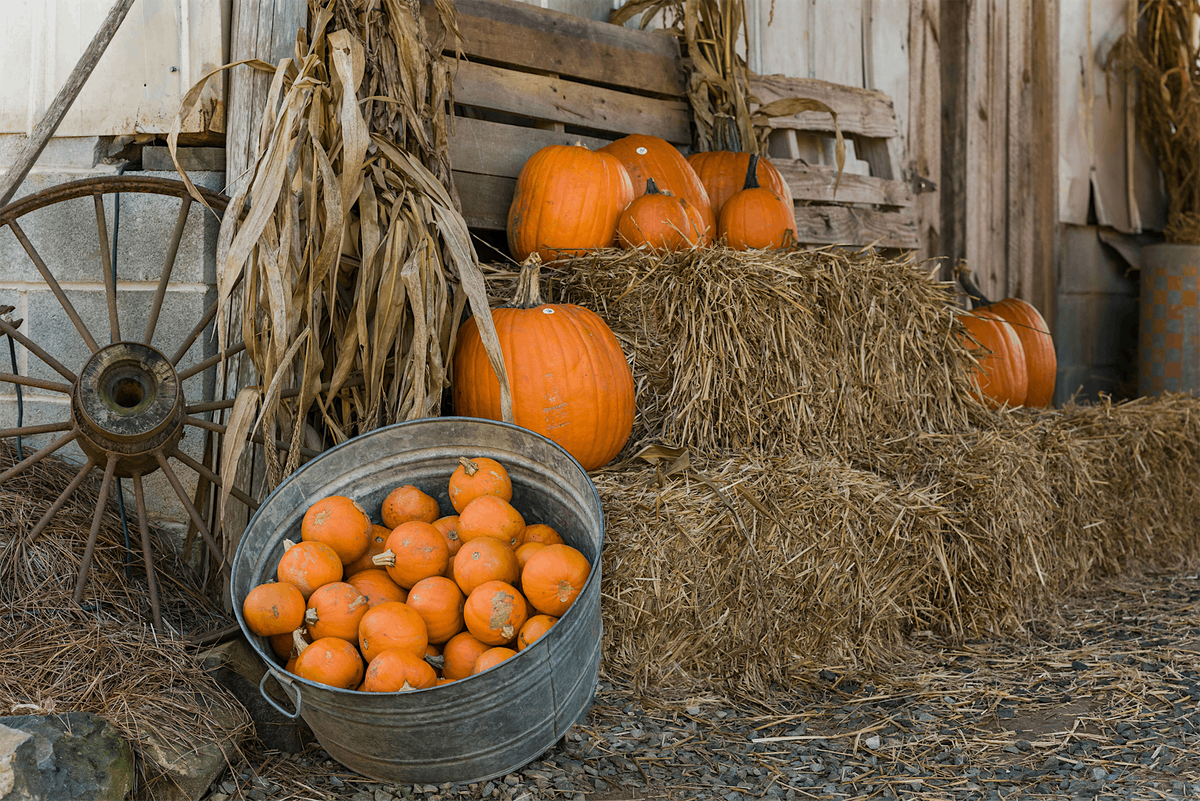 Family Day: Pioneer Pumpkin Palooza