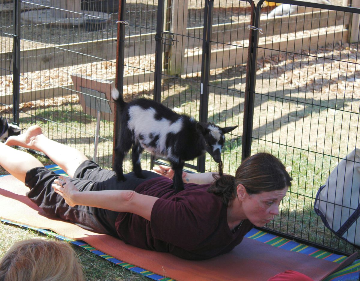 Goat Yoga with Nigerian Dwarf Goats