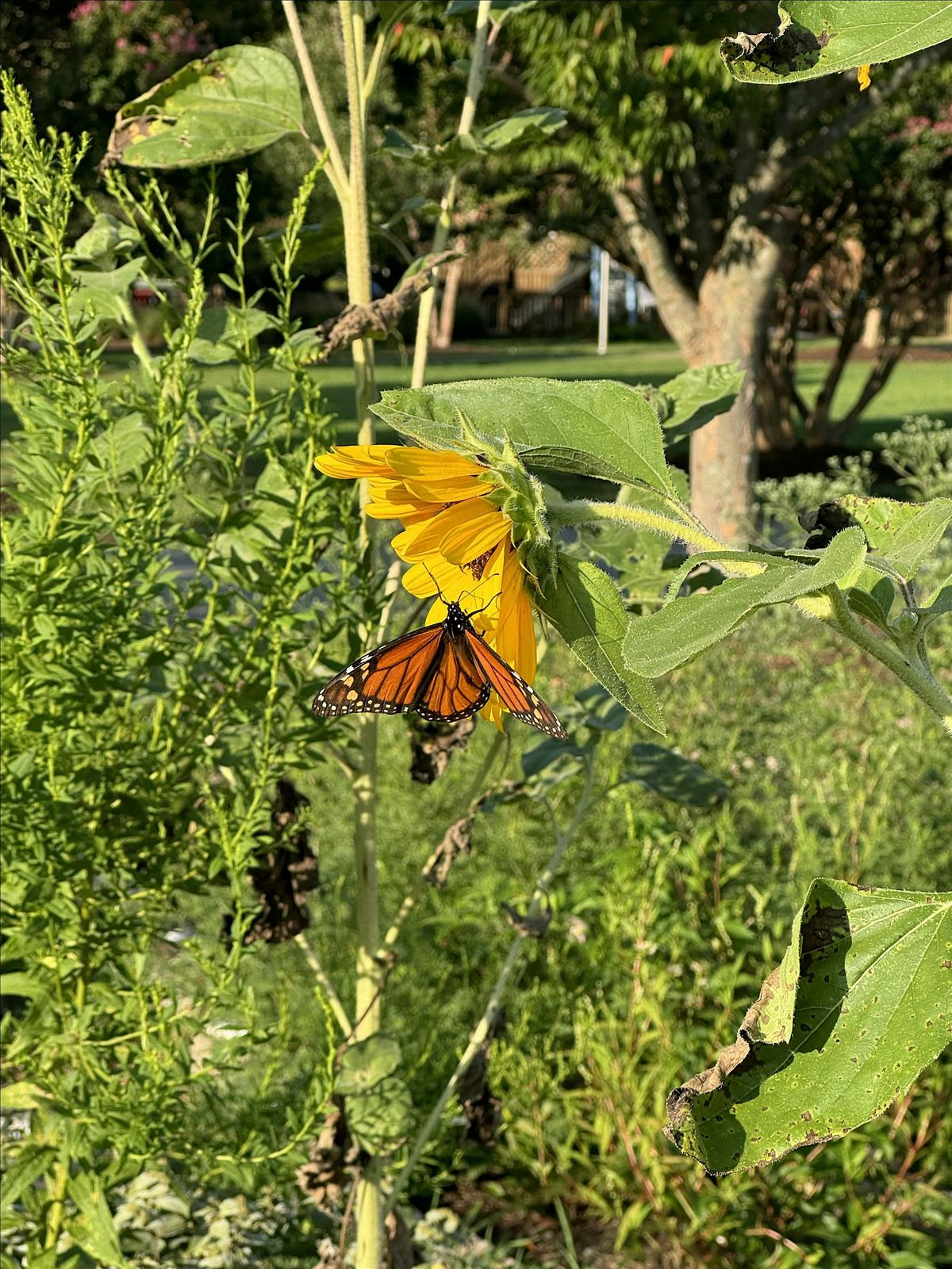 Boogie 4 Butterflies!