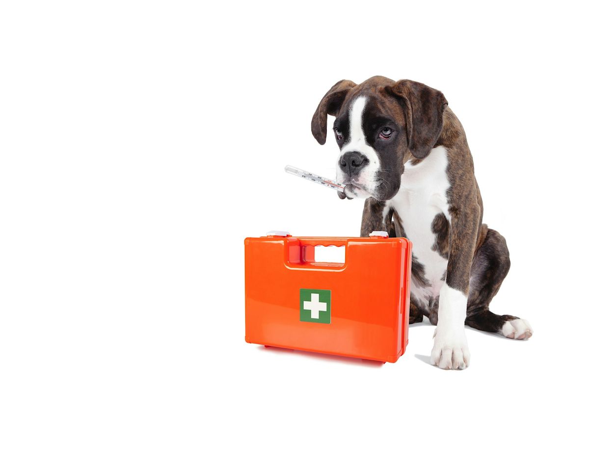 Dog First Aid