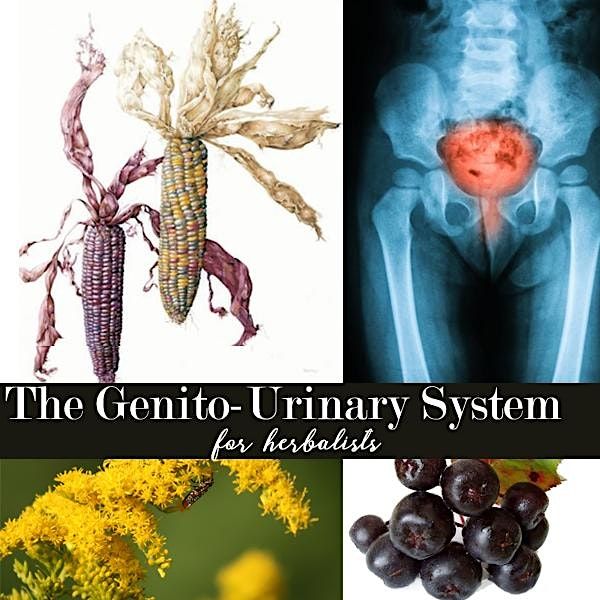 The Genitourinary System for Herbalists - 2024