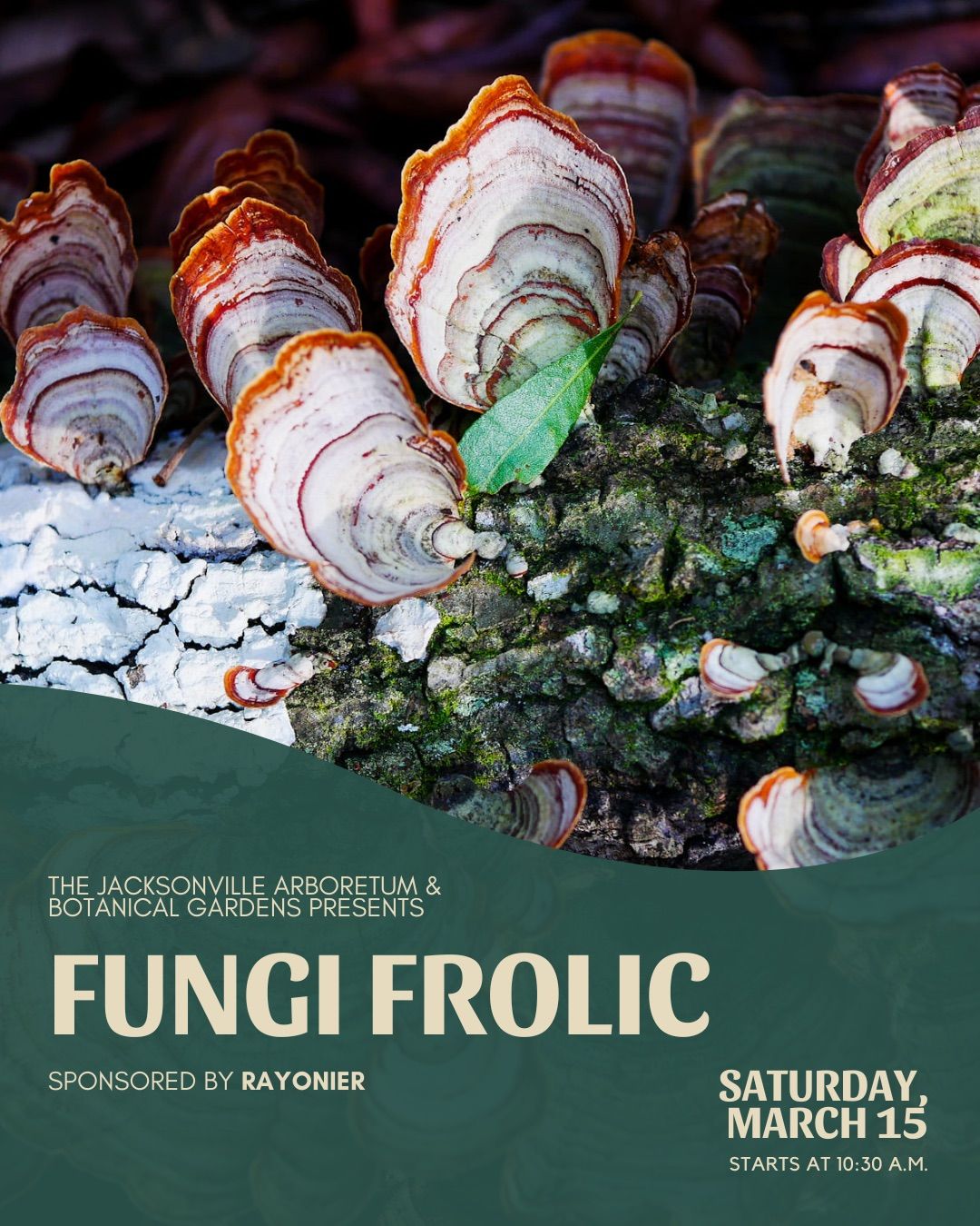 Fungi Frolic