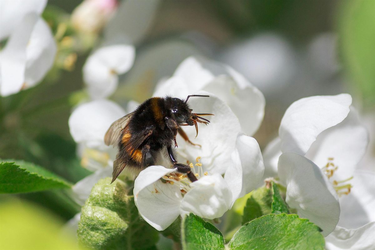 Pollinator Walk at Porthkerry (Adults Only)