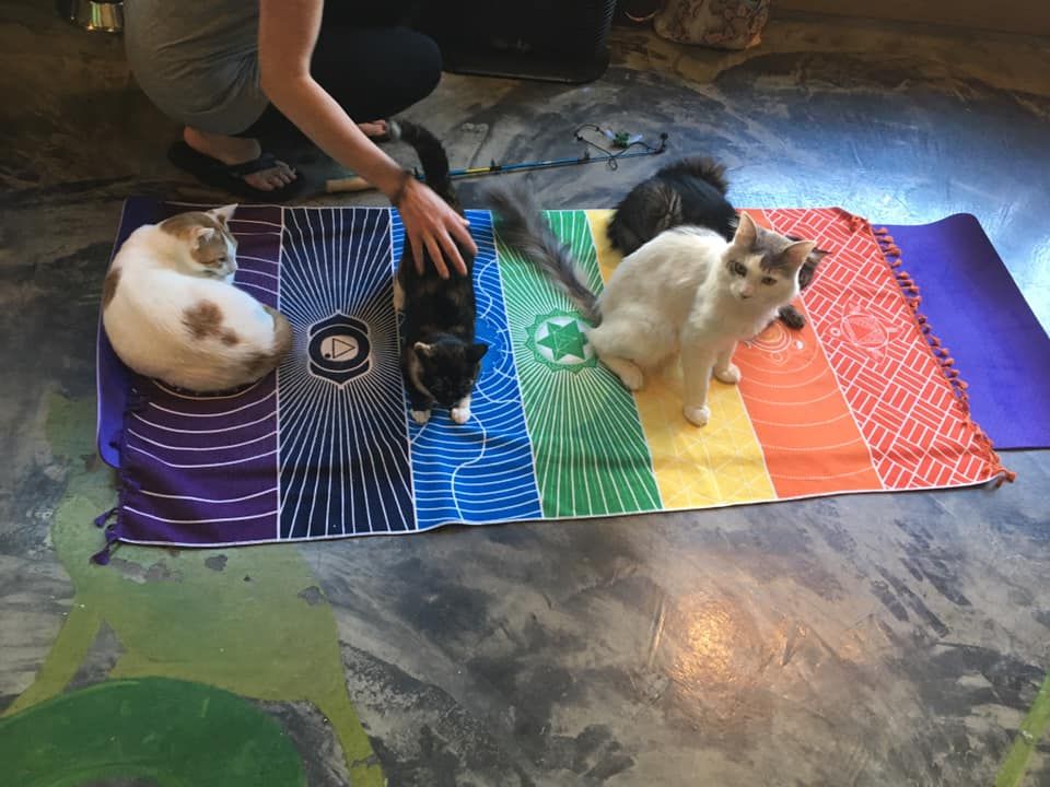 Yoga Nidra with Cats