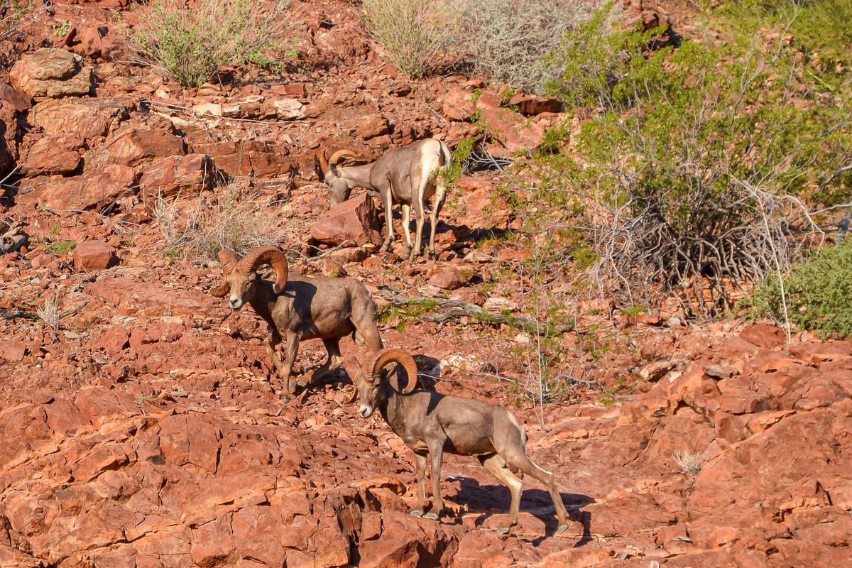 Excursi\u00f3n y avistamiento de Borrego Cimarr\u00f3n