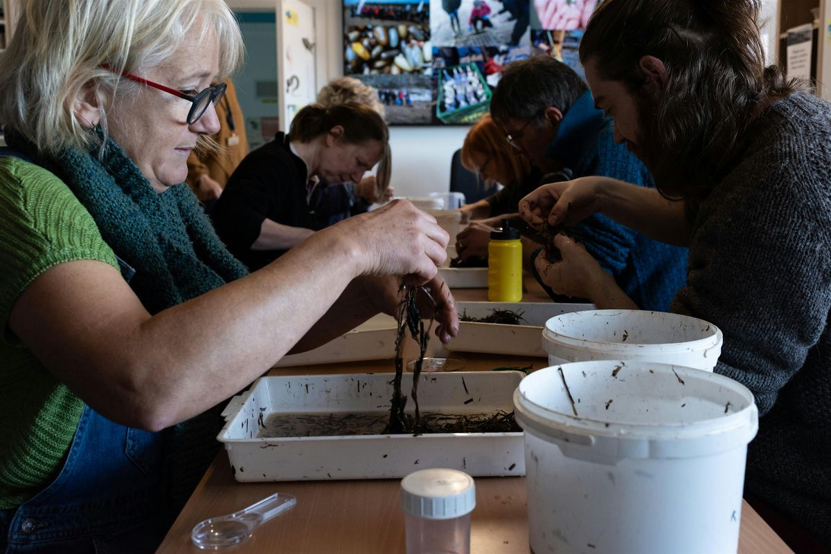 Seagrass seed processing with Restoration Forth