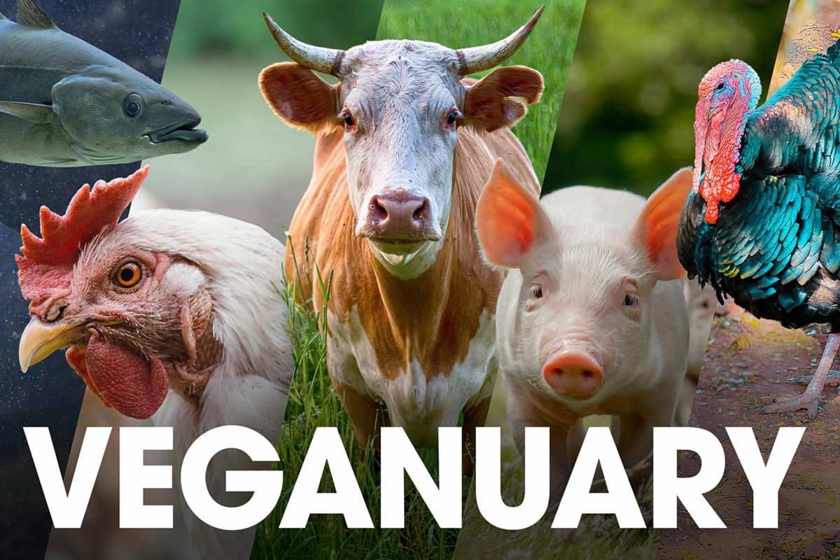 \ud83e\udd17 Veganuary outreach \ud83c\udf43