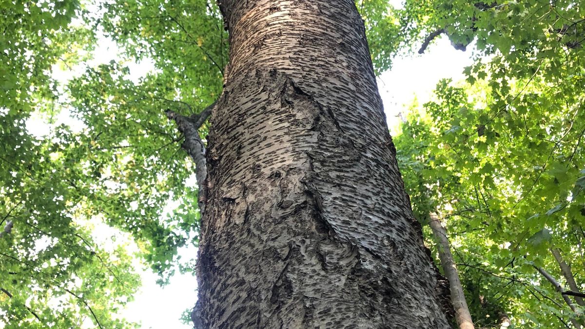 Big Trees at the Marsh