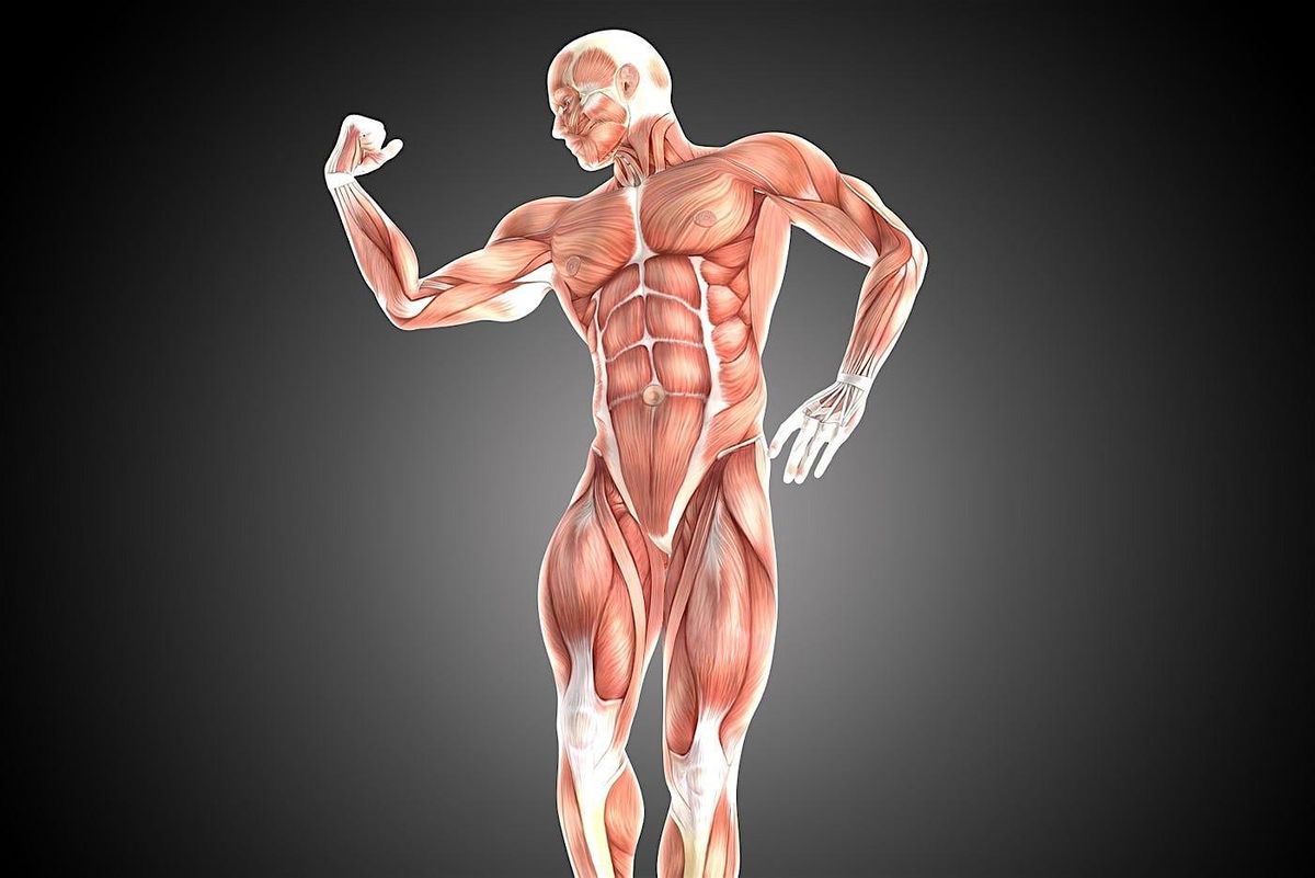 Wellness Wednesday: Muscle Fiber Types: What They Are and How to Train Them
