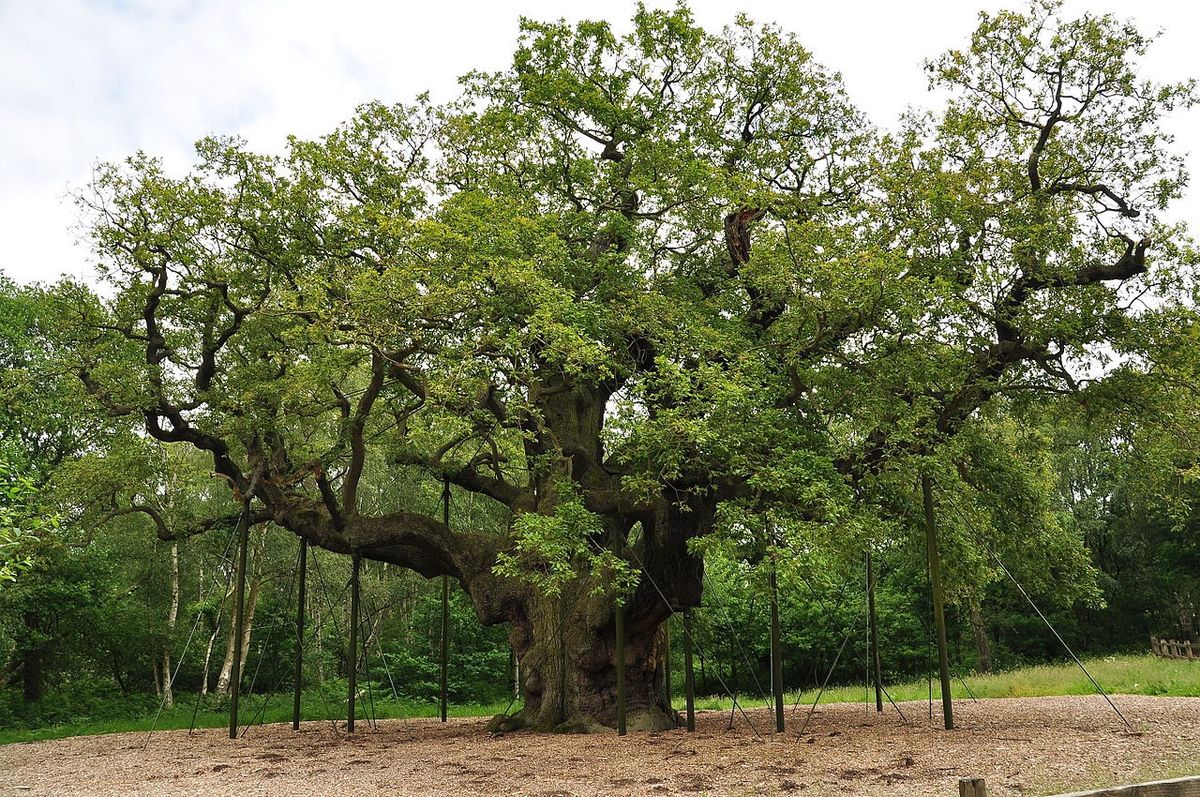 Major Oak Drumming Honouring Healing Mycelial Beats