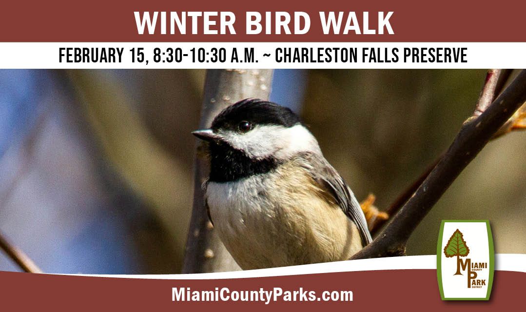 Winter Bird Walk