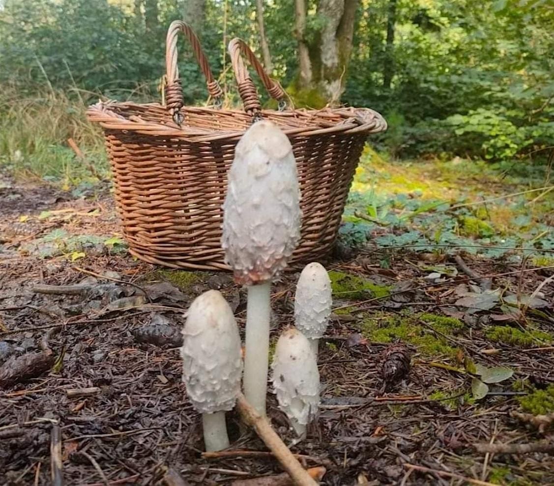 Autumn Wild Food Forage Course