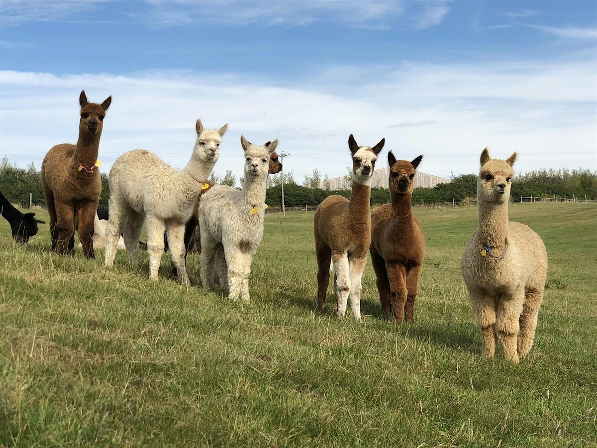 Introduction to Alpacas - Husbandry, Health and Handling