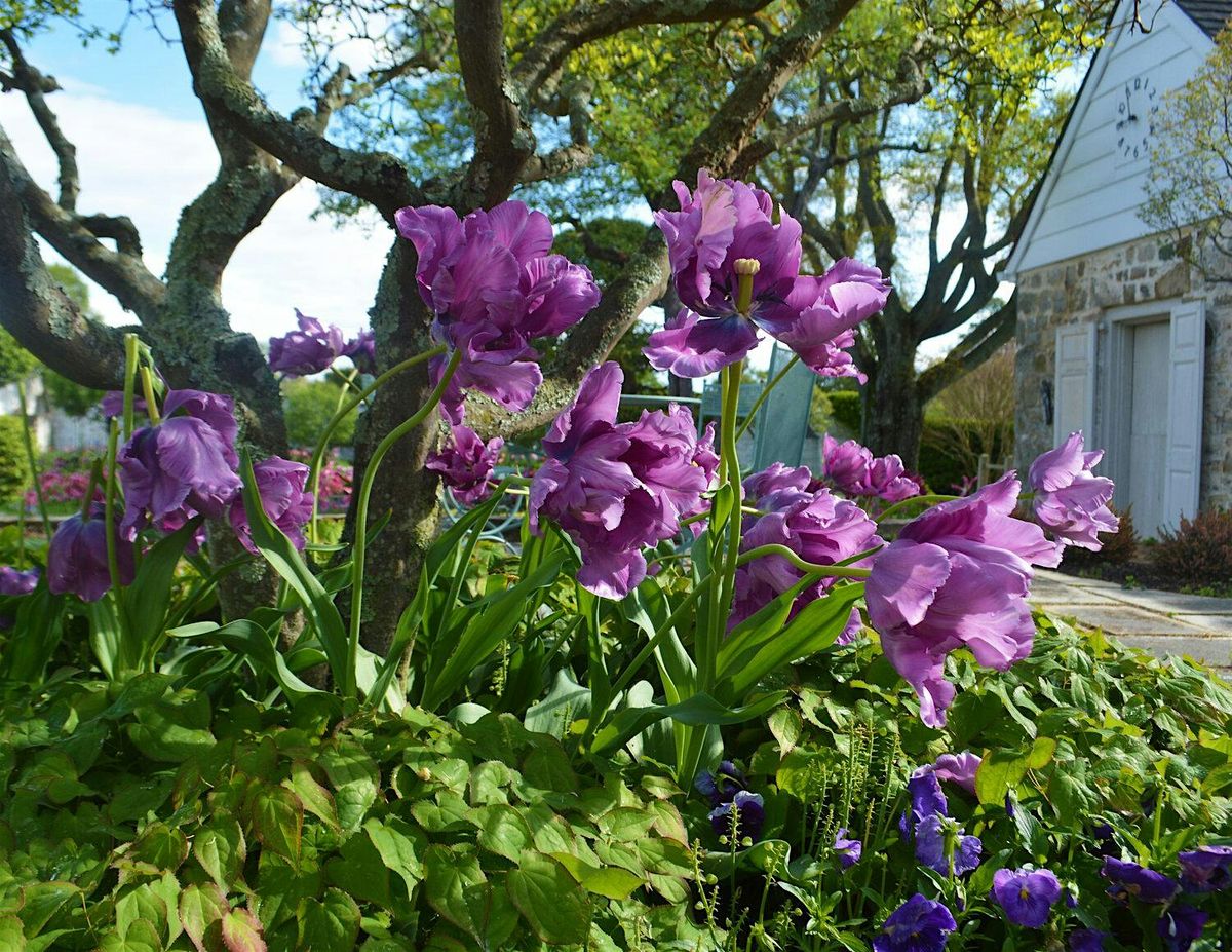 Tulip Mania at the Oak Spring Garden Library