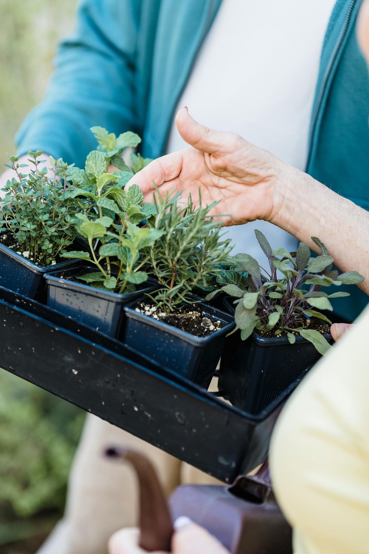 Gardening for Wildlife and Food