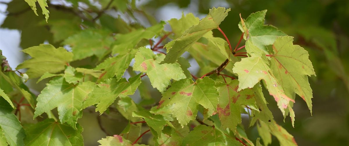 Summer Native Flora ID