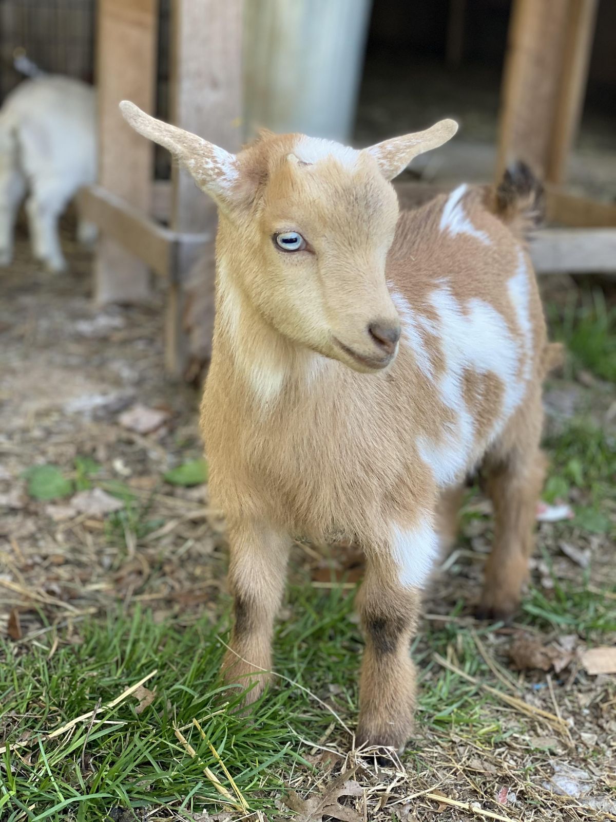 Goat Yoga Nashville-Berry Farms (South Franklin, TN), Berry Farms ...