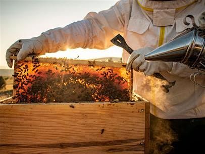 Conversations with a Beekeeper