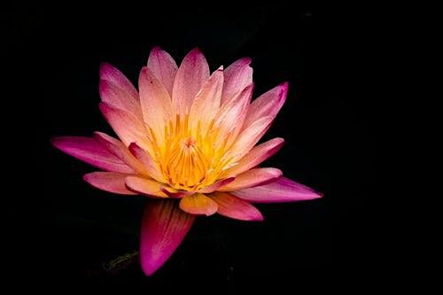 Breathwork & Mindfulness
