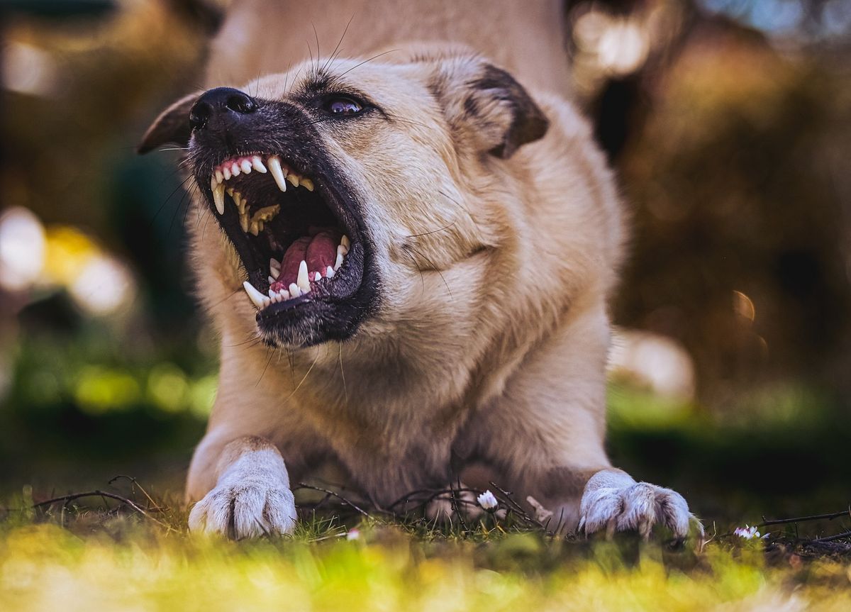 Dangerous Dog Investigator Class! Garland, TX!