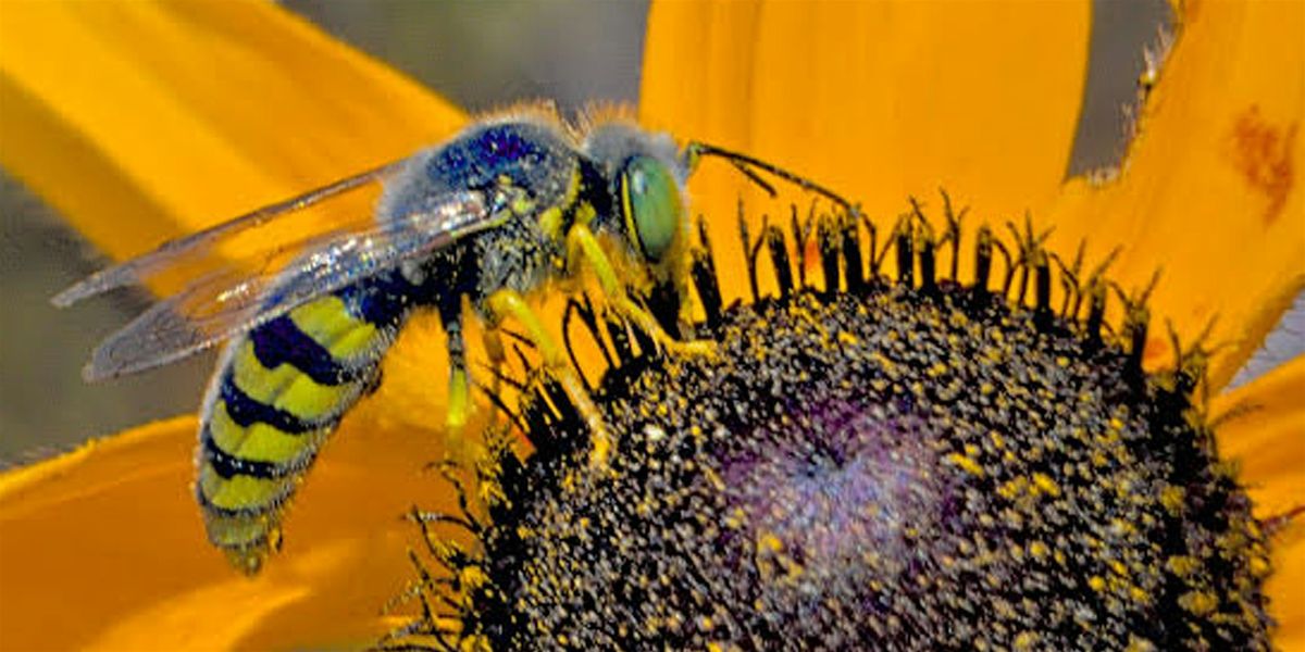 Pollinator-Plus Festival