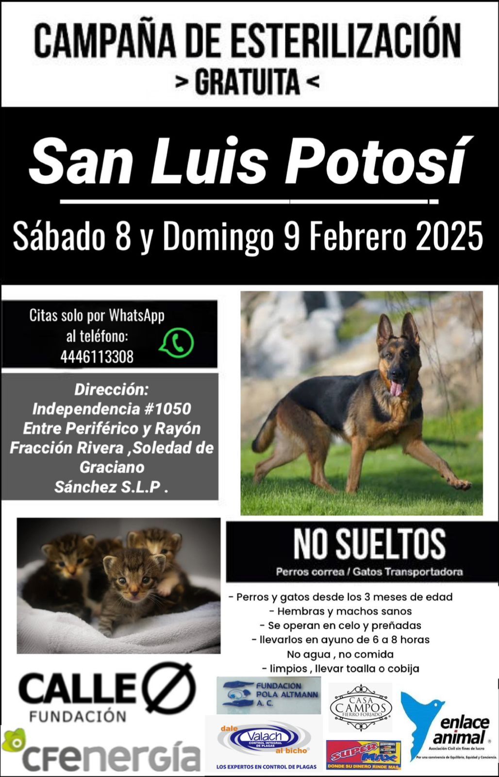 Campa\u00f1a gratuita de esterilizaci\u00f3n de perros y gatos SLP