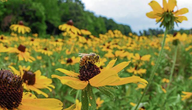 Help Us Plant a Native Wildflower Pollinator Meadow! 