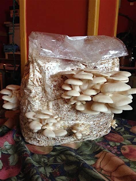 Grow Your Own Oyster Mushrooms