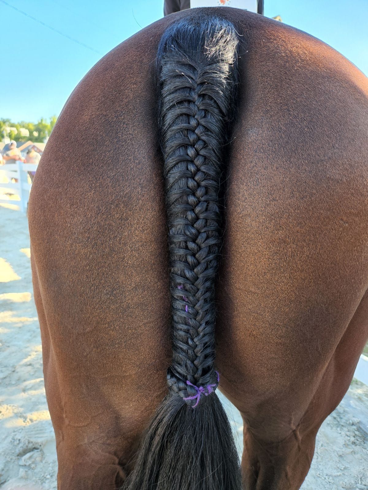 Winter Braiding Clinic