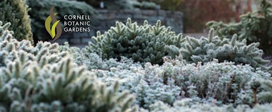 Wreaths and Winter Greens