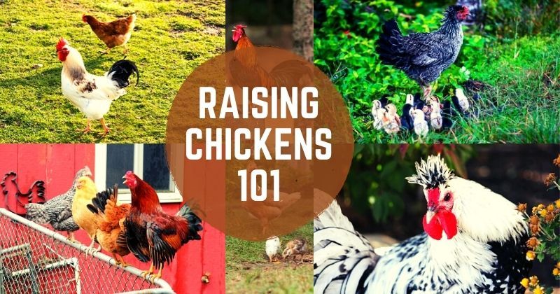 Raising Chickens 101