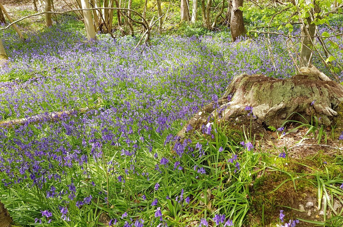 Beginners\u2019 guide to Botany - at Cambridge University Botanic Garden