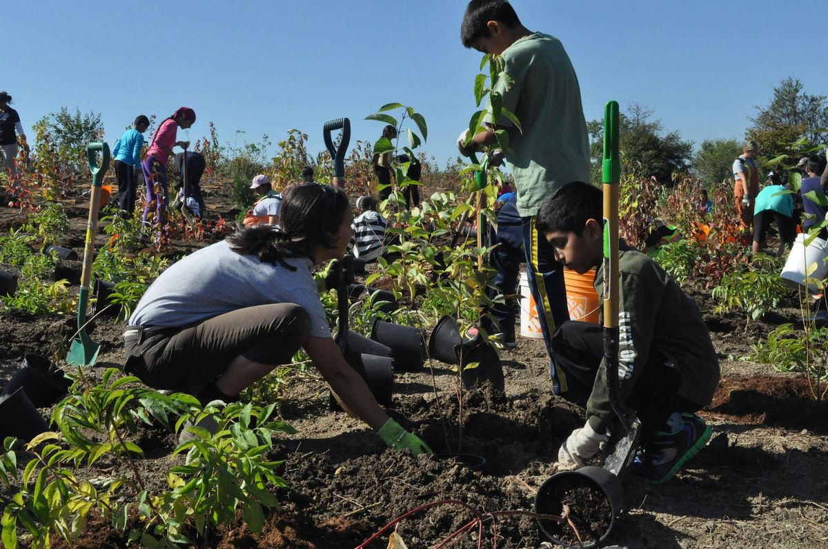 Brampton Scout and Community Tree Planting