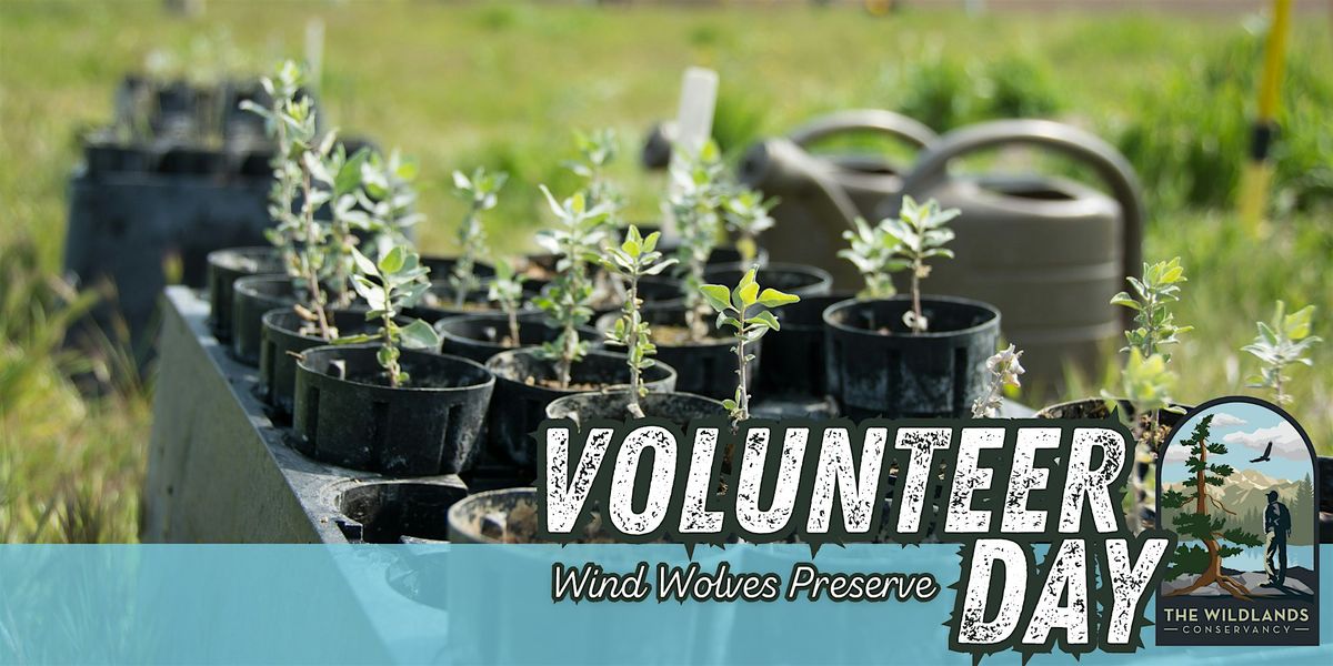 Volunteer Day: Mesquite Tree Planting -  Wind Wolves Preserve