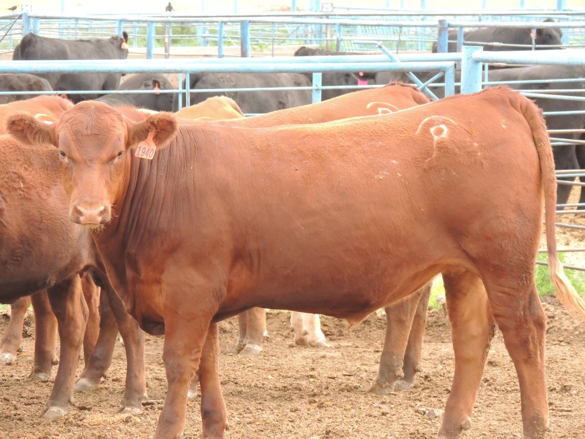 Beef Project Sustainable Southwest Beef Project On-Ranch Demonstration 2022 ...