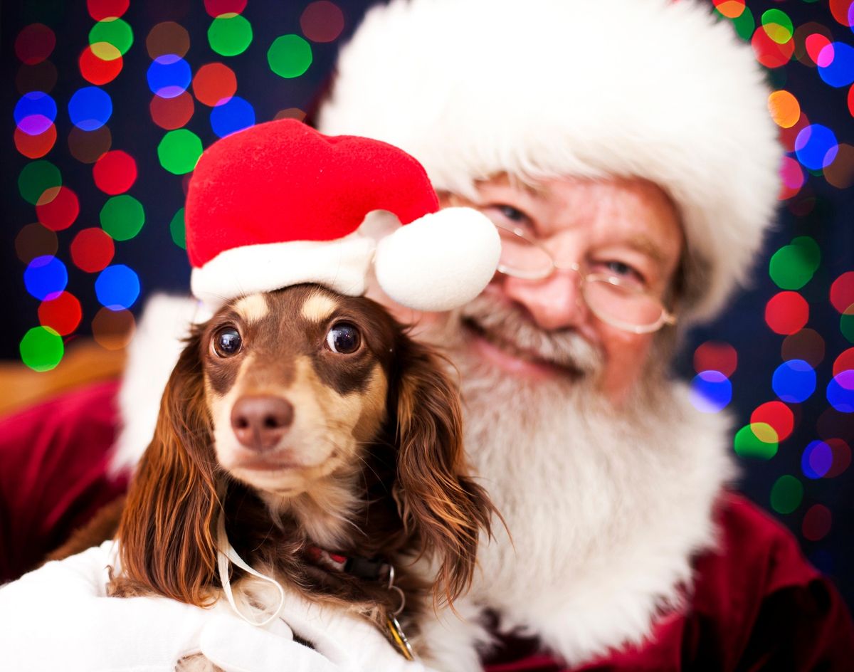 \ud83c\udf84Santa Paws \ud83d\udc3e 