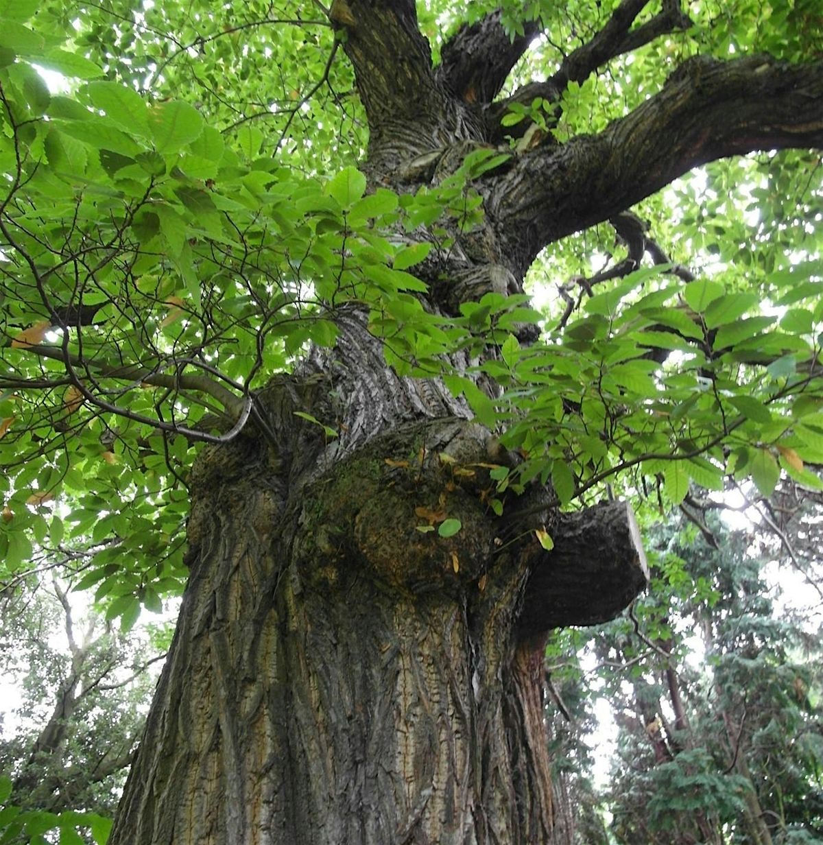 SEDA Health and Wellbeing. Green Drinks: Hug a Tree