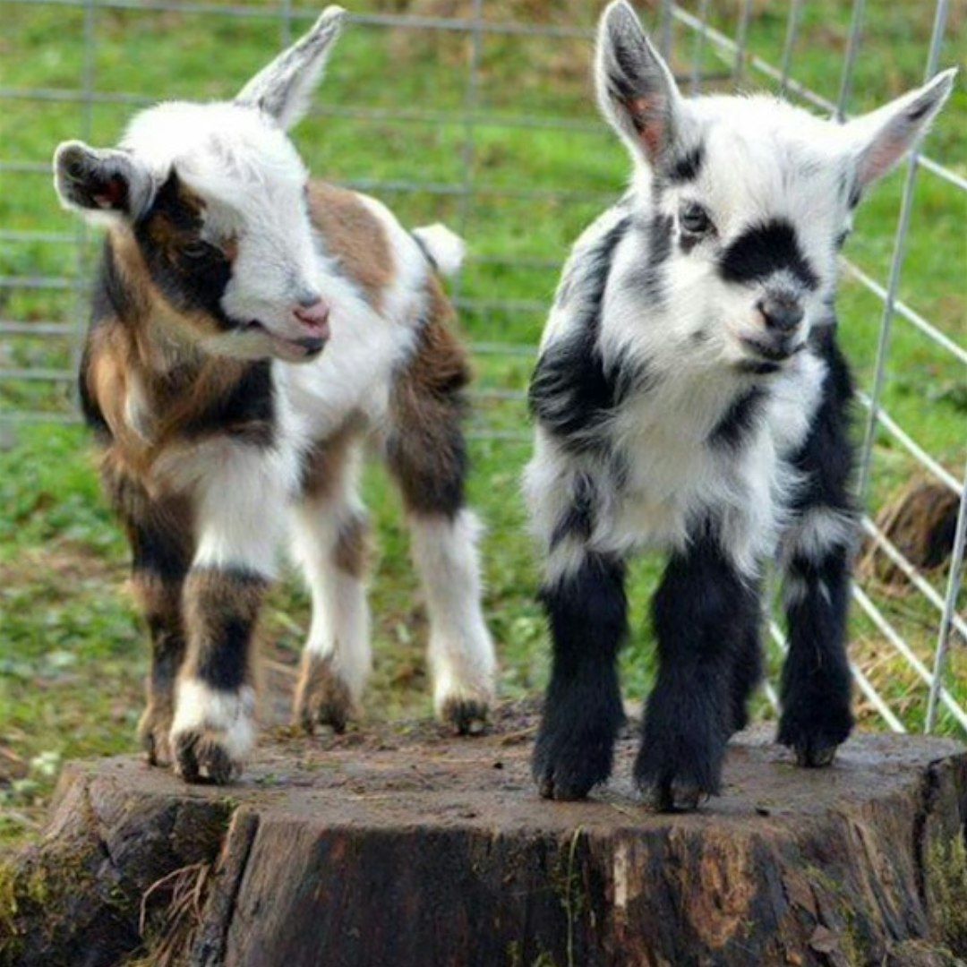Baby Goat Yoga in Arlington