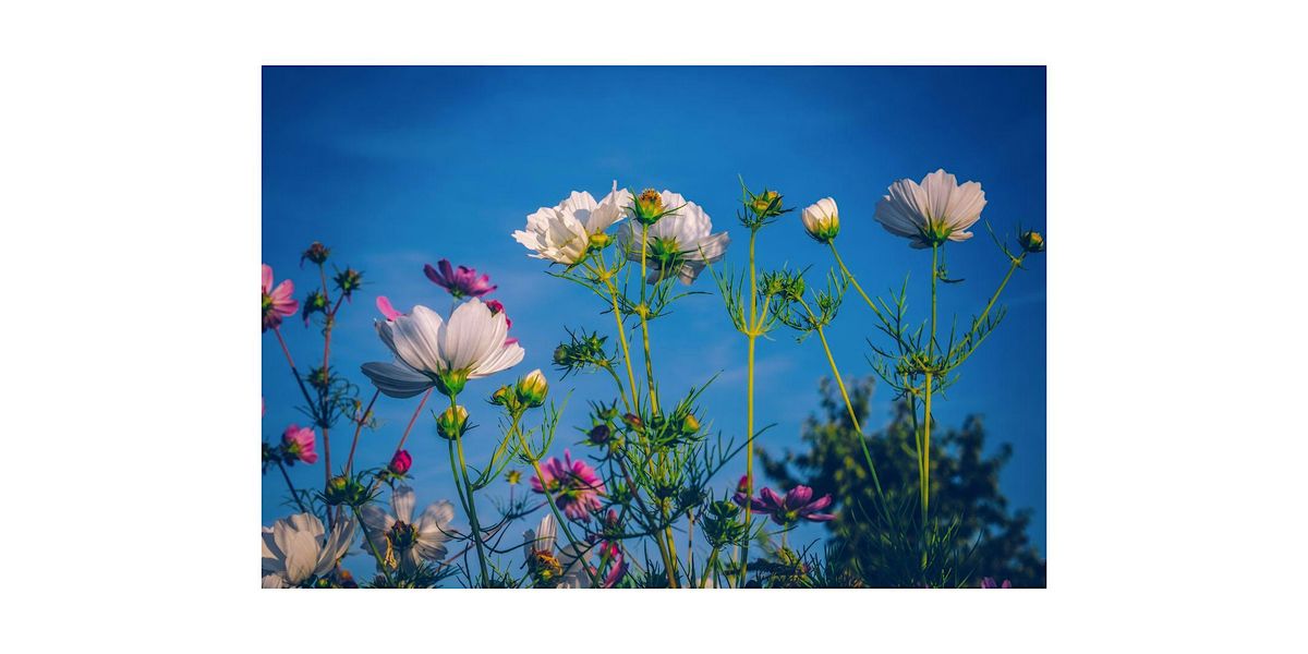 Flower Picking and Arranging at Arcadia's Hilltop Garden