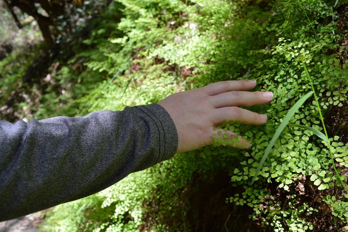 Guided Forest Therapy Walk in the Geelong Botanic Gardens