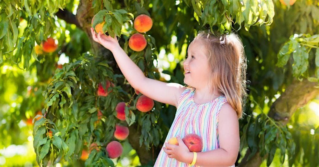 Interwoven: Family Peach Picking at Mt. Pleasant Farms