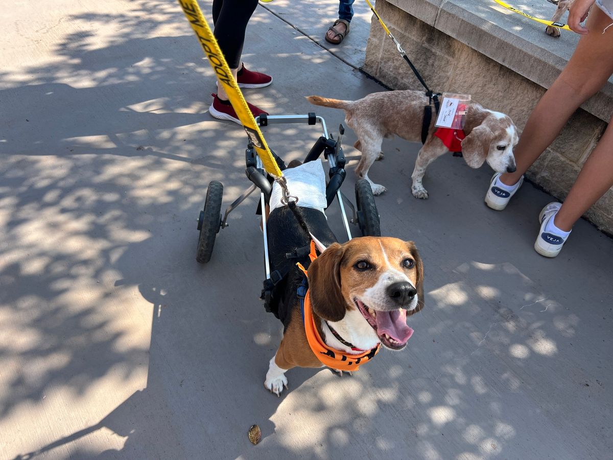 Triangle Beagle Rescue January Adopt a thon at Rosecomb in Cary