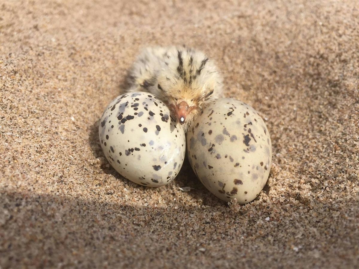 Shorebirds of Gibraltar Point with Paul Edwards