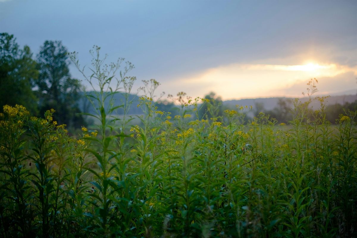 How to Read a Landscape: Botany & Ecology With Annie Novak